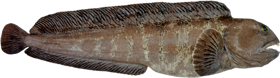 Steinbit Sjomatadet Eiliv Leren - Catfish Norway Clipart (1000x571), Png Download