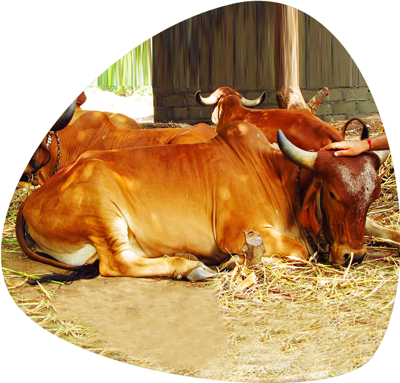 Indian Cows Are Low Cost Of Maintenance And Has High - Zebu Clipart (783x750), Png Download