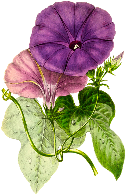 Plant, Flower, Nature, Leaf, Isolated, Vintage, Blossom - Botanical Illustration Clipart (462x720), Png Download