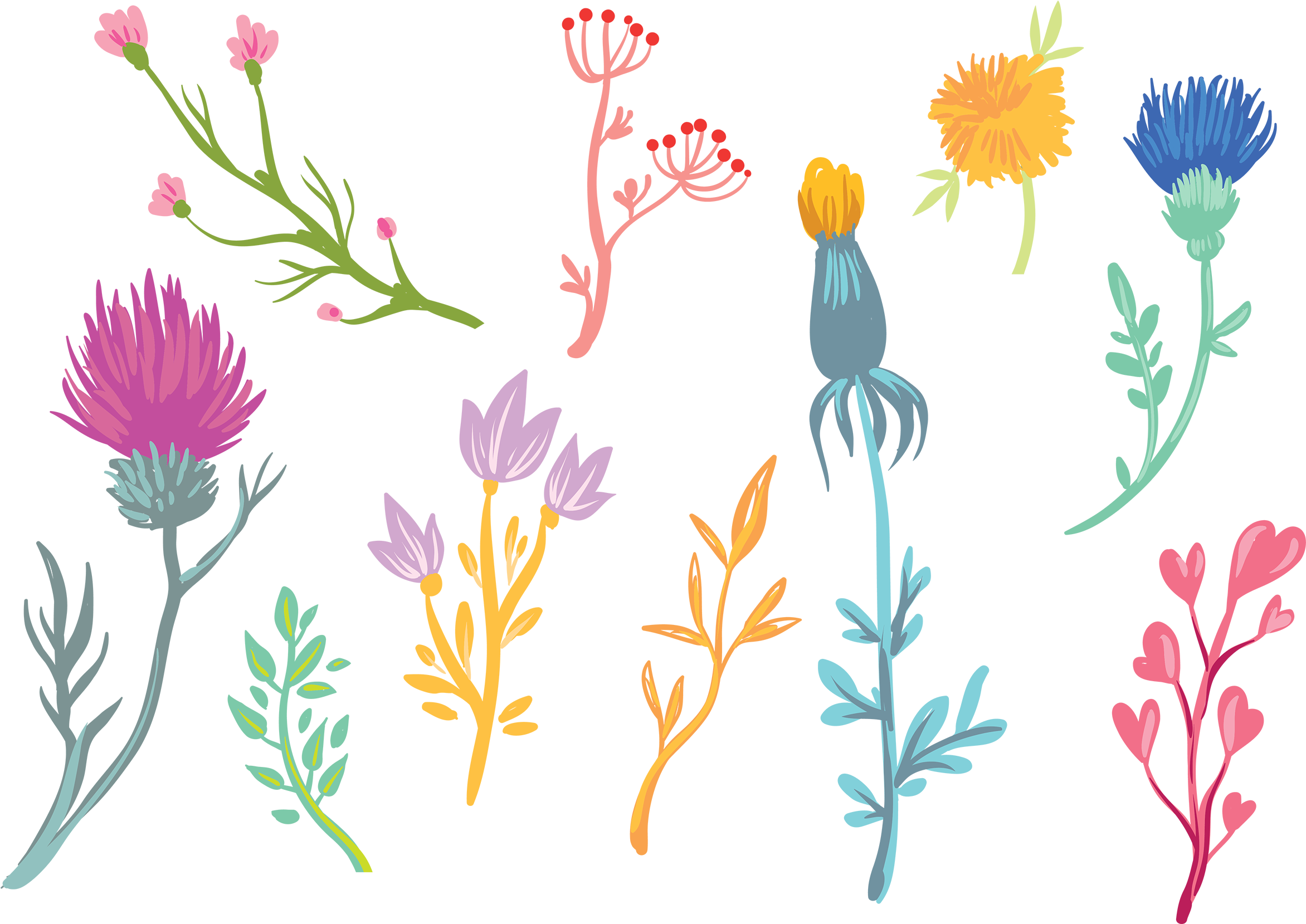 小清新风花草 - Field Marigold Clipart (2500x2500), Png Download