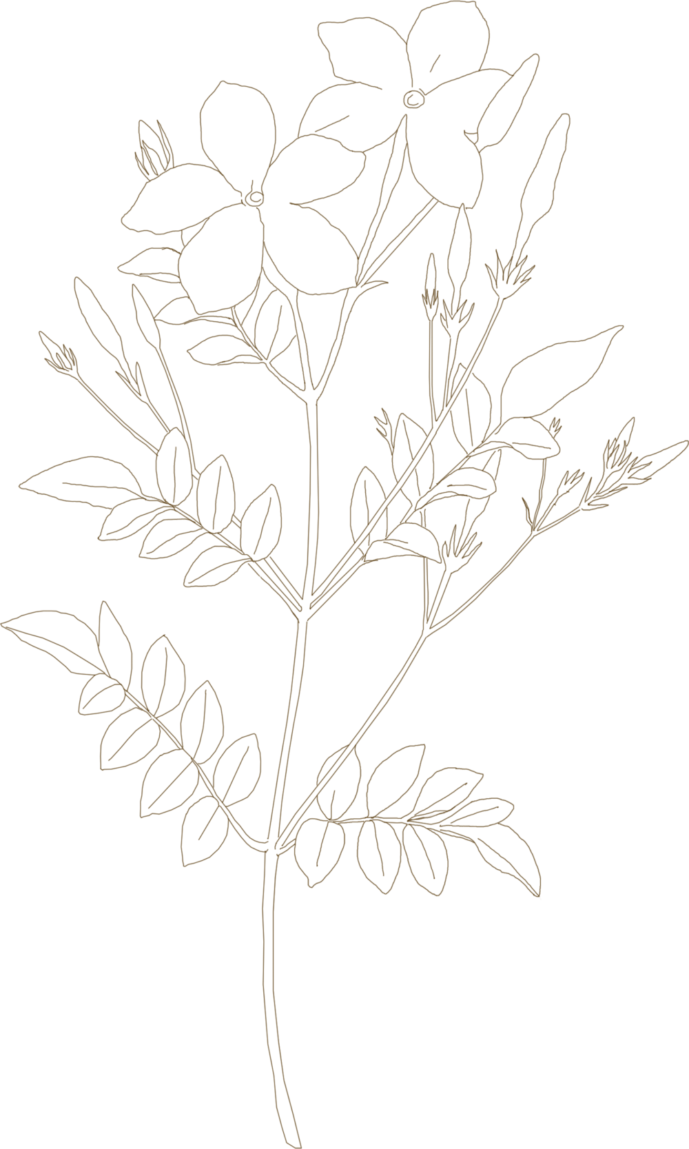 Drawing Clipart (1000x1667), Png Download