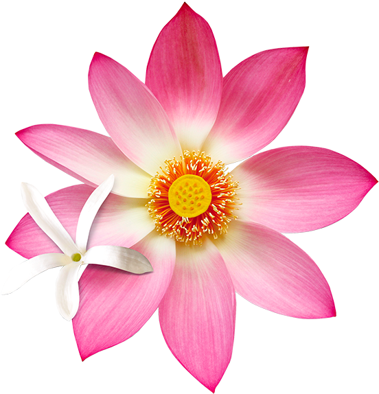 Sacred Lotus Clipart (600x591), Png Download