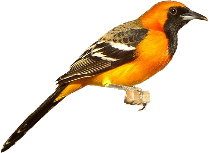 Oriole Clipart - Png Download (697x532), Png Download