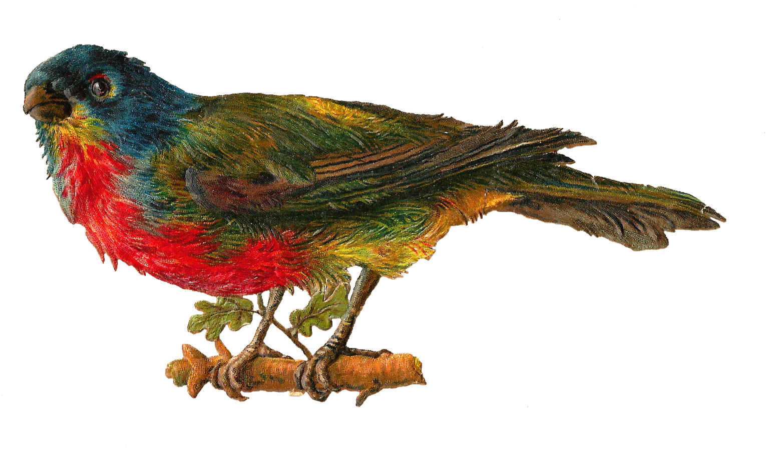 Birds png. Попугай без фона. Попугай картинка для детей. Попугаи неразлучники на прозрачном фоне. Попугай неразлучник на белом фоне.