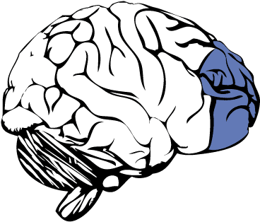 Prefrontal Cortex Of The Brain - Frontal Lobe No Background Clipart (595x842), Png Download