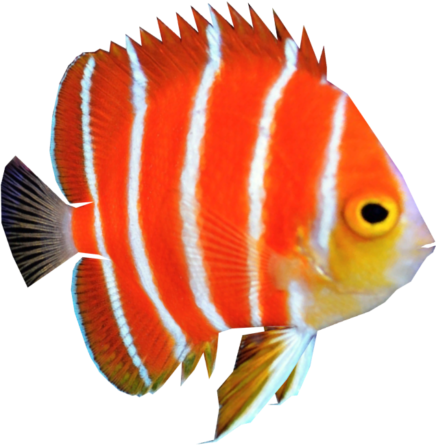 Angelfish Png Clipart (710x710), Png Download