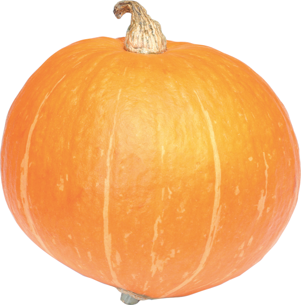 Pumpkin Png Free Download - Portable Network Graphics Clipart (600x607), Png Download