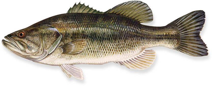 Fish Png - Largemouth Bass Clipart (851x363), Png Download