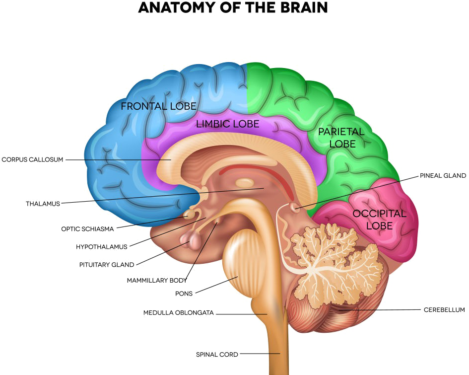 Brain Png Pic - Brain Thalamus Clipart (1000x770), Png Download