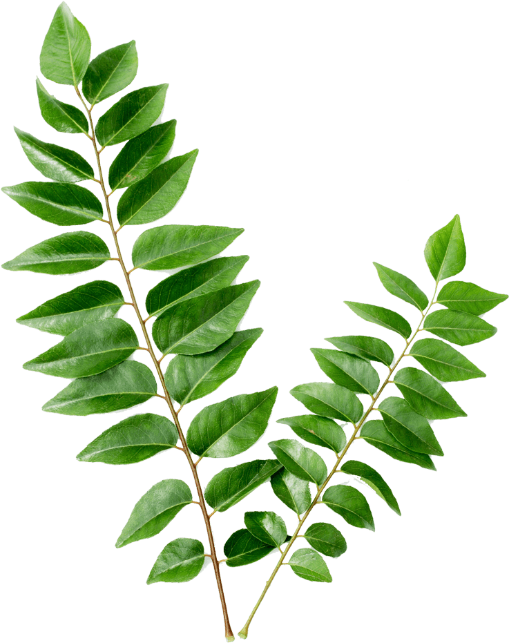 Curry Leaf Png - Curry Leaves Transparent Clipart (1000x1000), Png Download