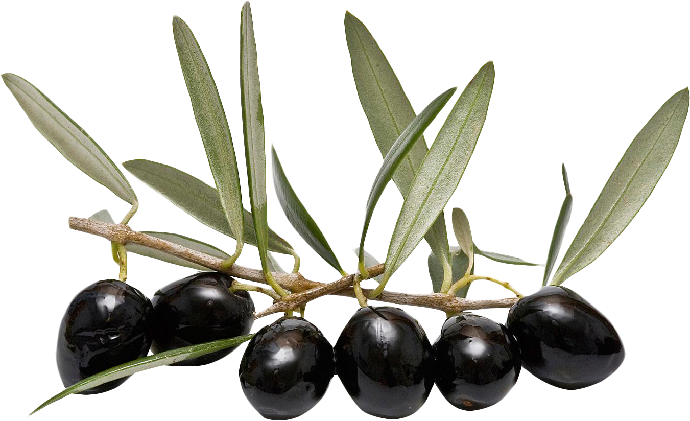 Free Icons Png - Olive Oil Leaves Png Clipart (1469x972), Png Download