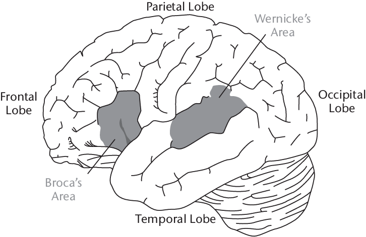 1 Language Areas Of The Human Brain - Line Art Clipart (726x471), Png Download