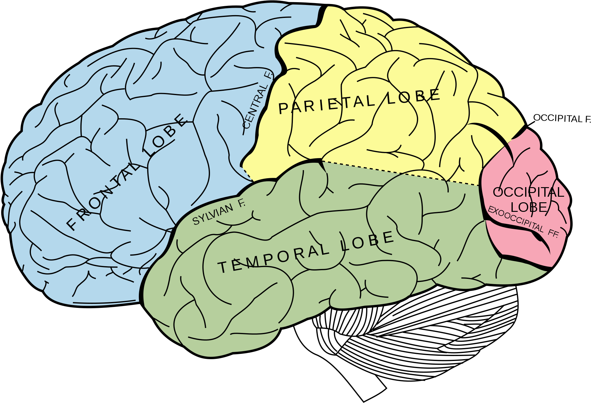 Learn Fascinating Studies About The Brain, Consciousness - Lobes Of The Brain Unlabeled Clipart (800x571), Png Download