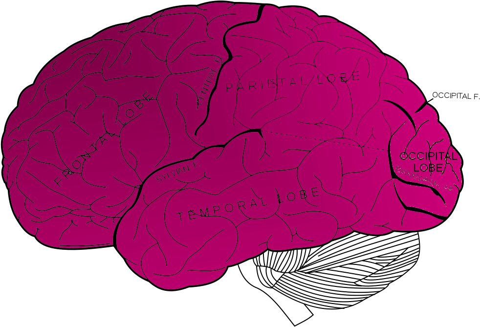 Brain-wide Clipart (2000x731), Png Download