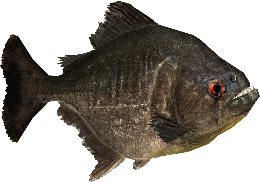 Piranha Png Picture - Piranha Png Clipart (832x832), Png Download