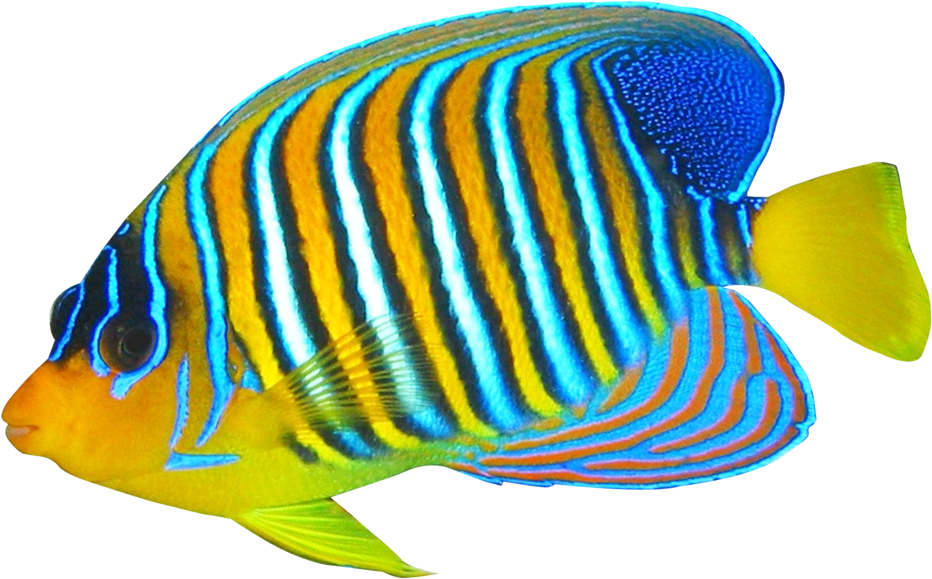 Download Angelfish Png Transparent Image - Coral Reef Fish Png Clipart (1450x957), Png Download