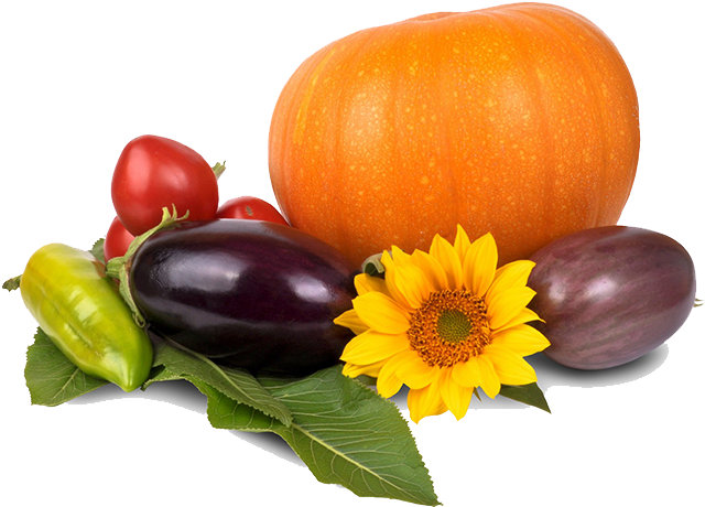 Thanksgiving Pumpkin Png Image - Thanksgiving Pumpkin Png Clipart (650x598), Png Download