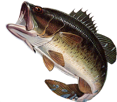 Fishes Of Mississippi - Black Bass Fish Png Clipart (652x559), Png Download
