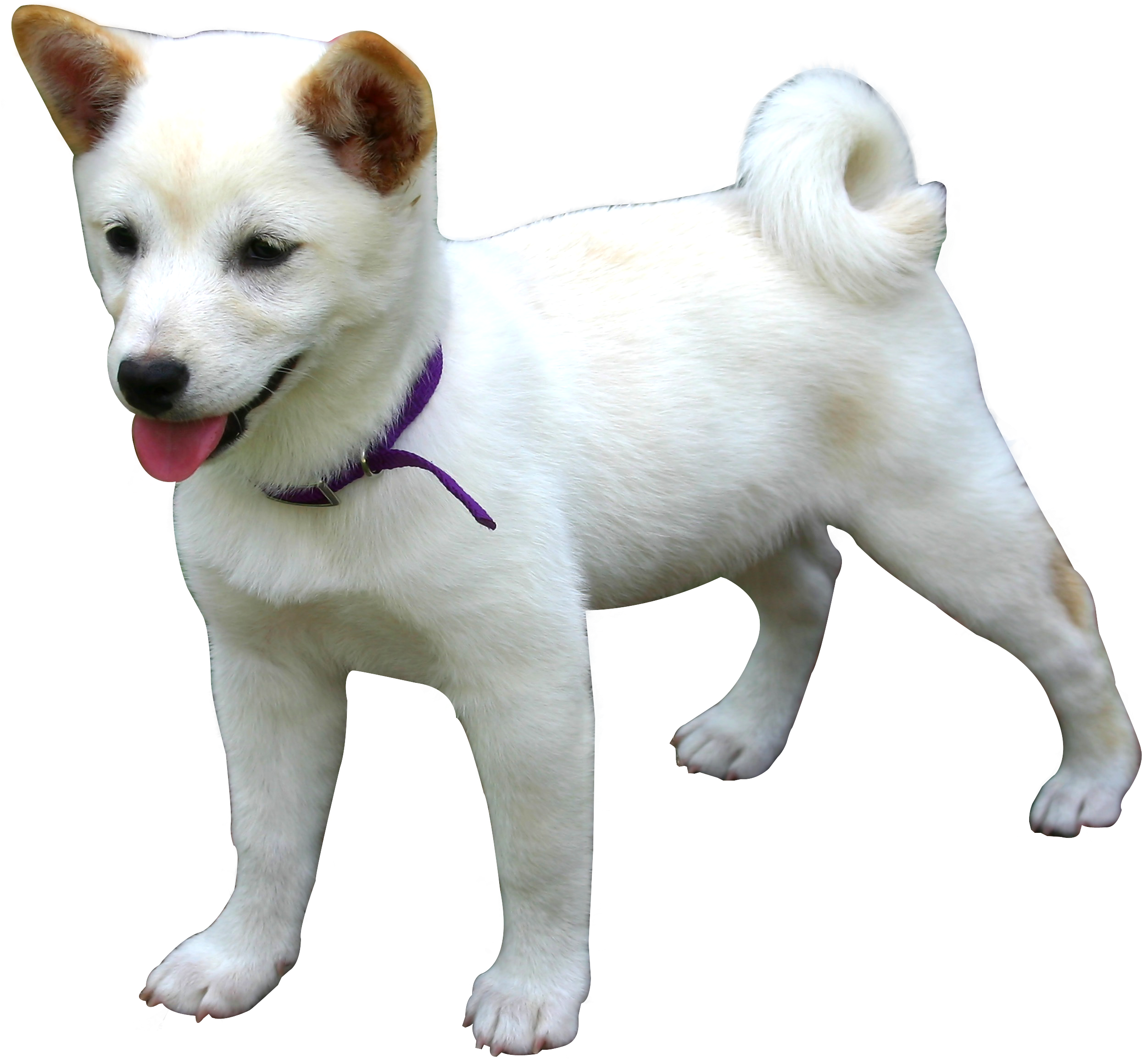 Dog - Png Images Of Dog Clipart (2652x2508), Png Download