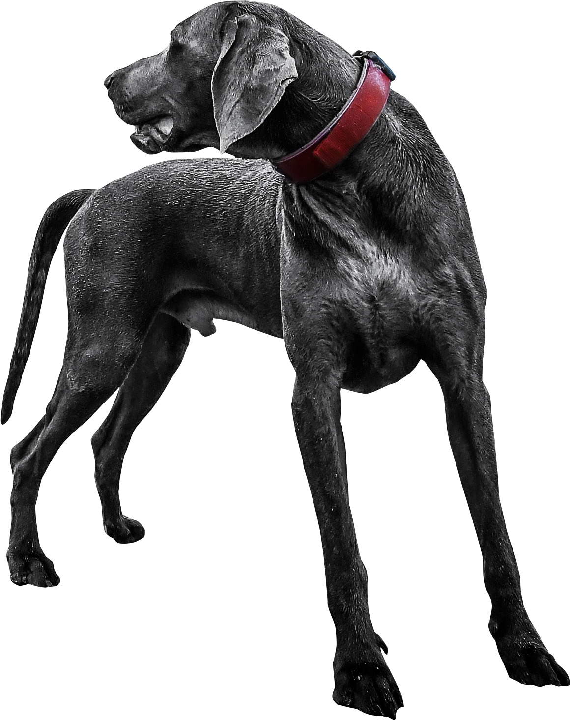 Transparent Black Dog Png Clipart (1386x1632), Png Download
