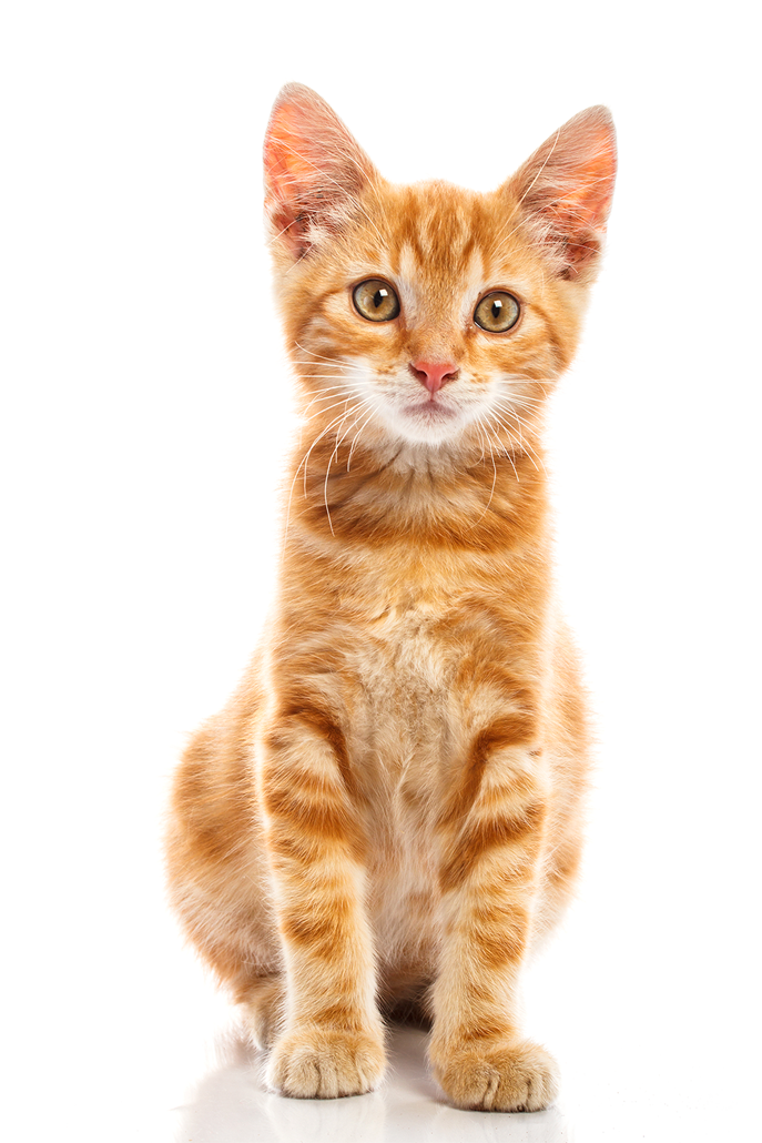 Cute Baby Cat Png - Orange Cat Transparent Background Clipart (687x1030), Png Download