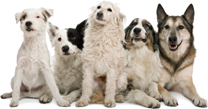 1024 X 583 9 - Pack Of Dogs Png Clipart (1024x583), Png Download