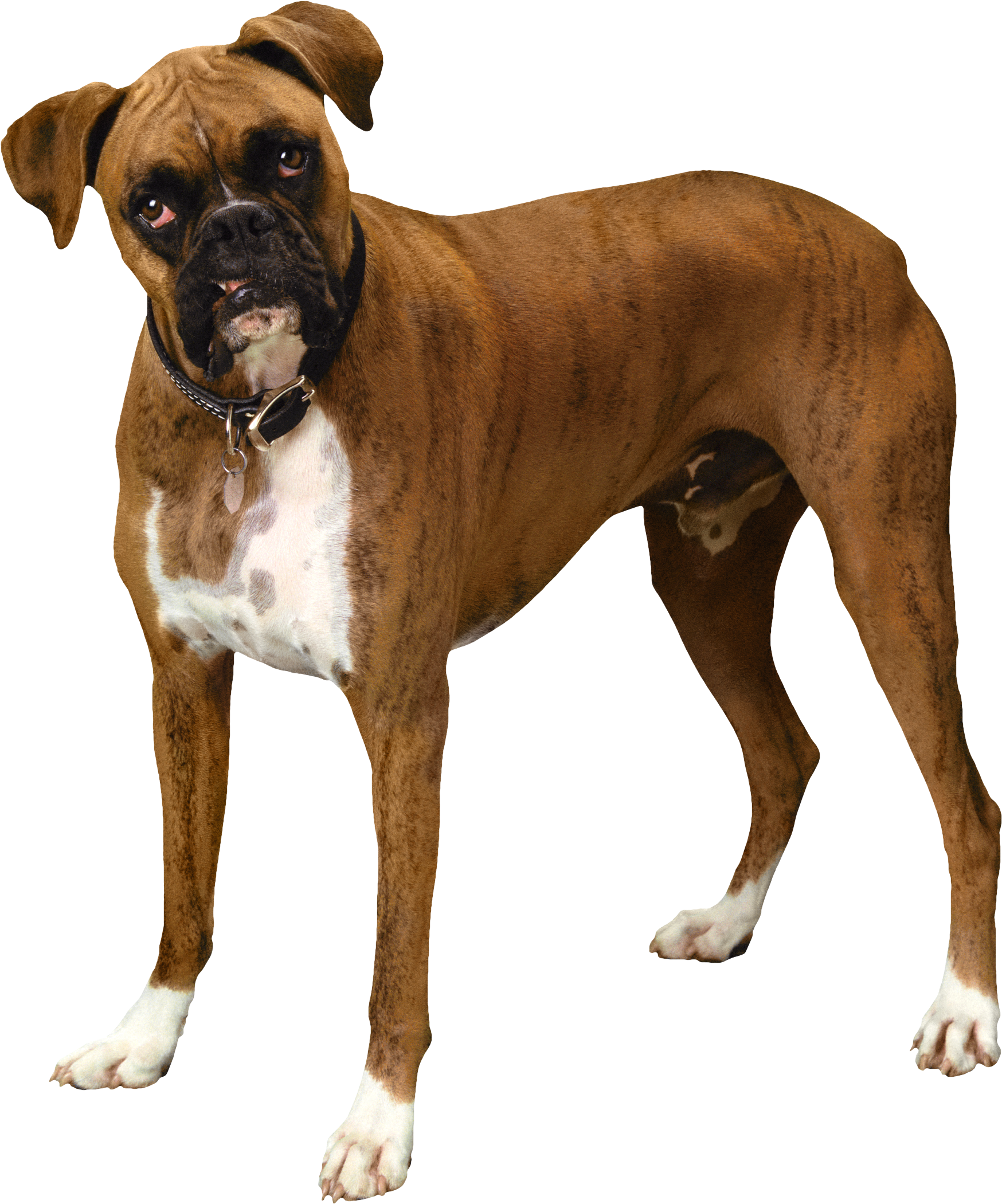 Brown Bulldog Png Clipart - Bull Dog Png Transparent Png (1777x2138), Png Download
