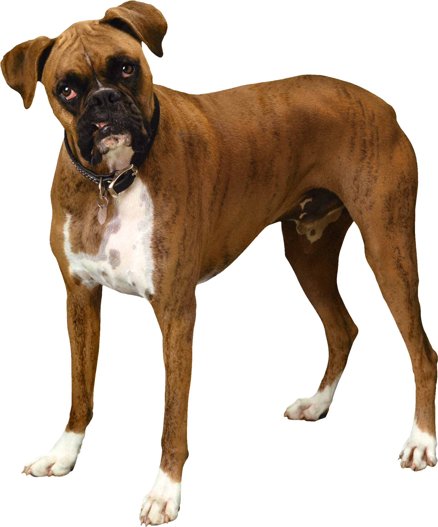 Brown Bulldog Png Clipart Bull Dog Png Transparent Png Large Size Png Image Pikpng
