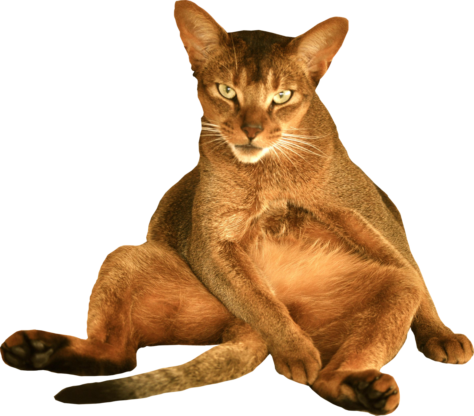 Free Digital Scrapbooking Cat Embellishment Clipart (1600x1403), Png Download