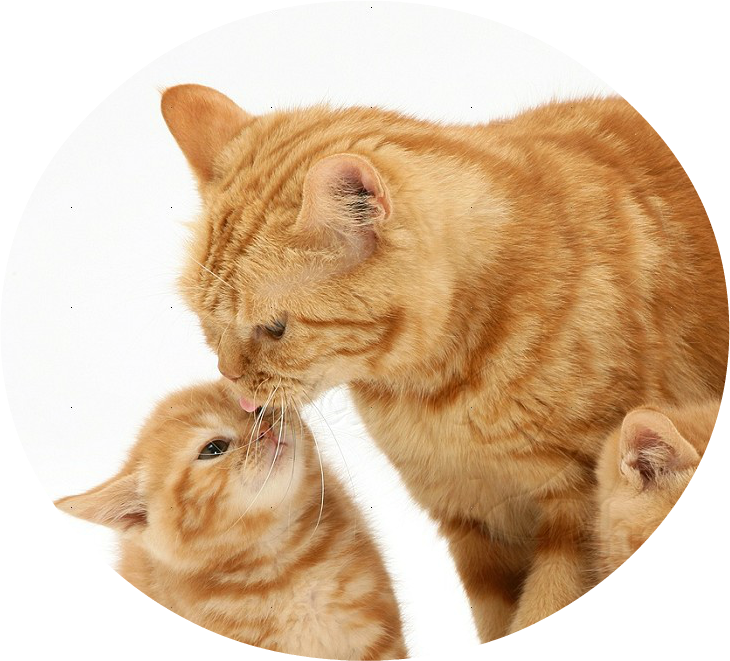 Kitten Ginger Cats Clipart (730x661), Png Download