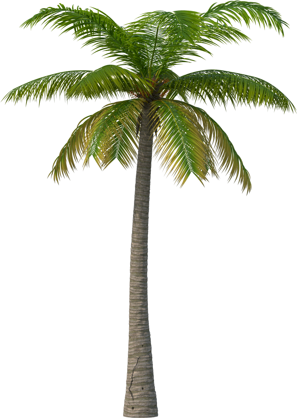 Palm Tree - Transparent Palm Tree Png Clipart (2048x2048), Png Download