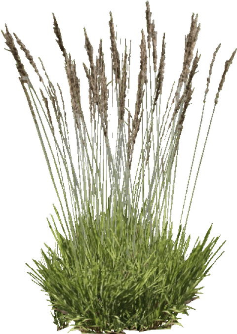 Free Png Download Purple Moor Grass Png Images Background - Grass Clipart (480x676), Png Download