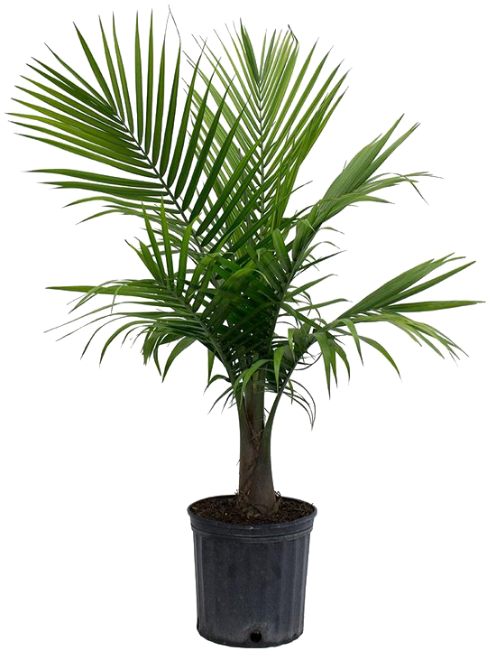 Palm Tree Png Picture - Majesty Palm Clipart (720x720), Png Download