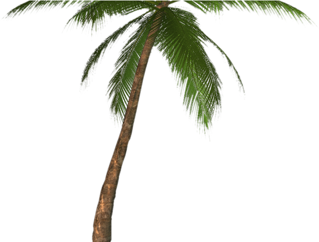 Palm Tree Png Transparent Images - Palm Tree Drawing Transparent Clipart (640x480), Png Download