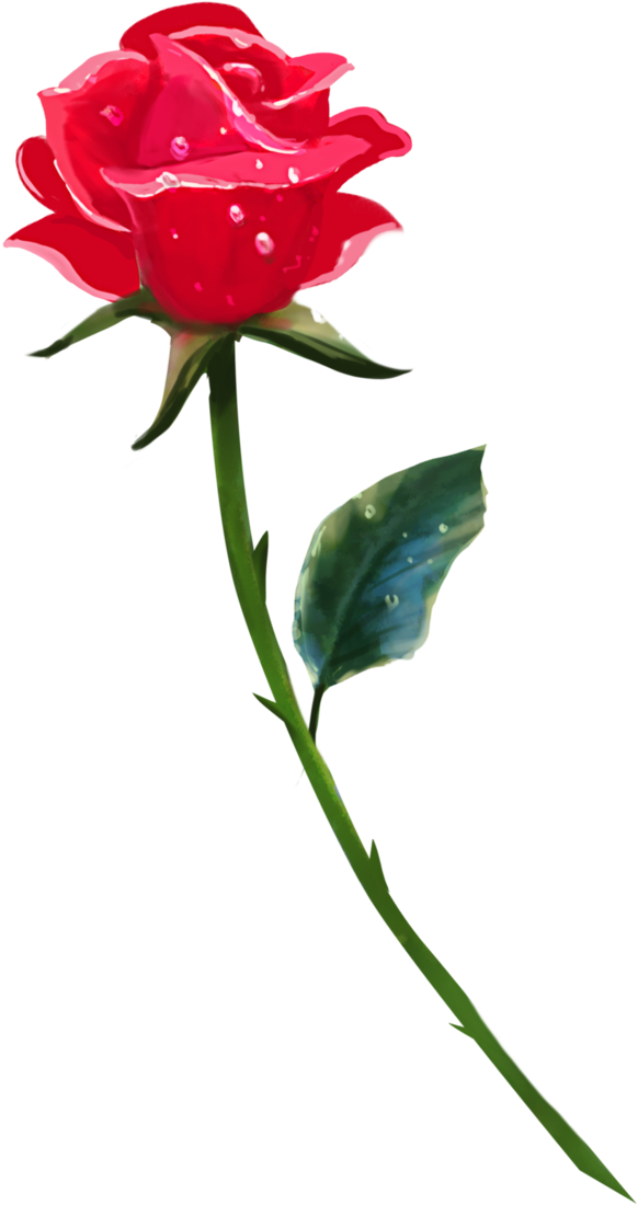 Single Rose Png Background Image - Rose Flowers Single Png Clipart (669x1194), Png Download