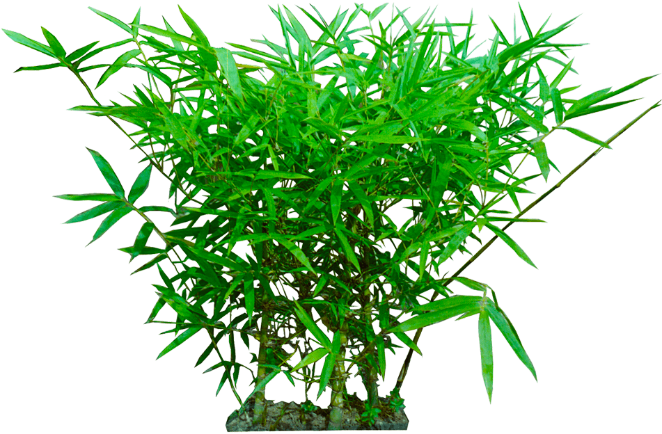 Palm Tree Png , Png Download - Png Images Hd Transparent Clipart (951x624), Png Download