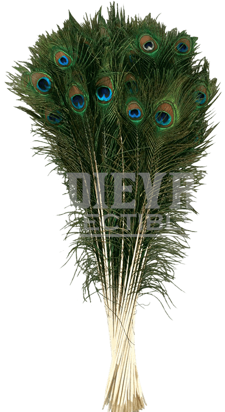 Peacock Tail Accessories Clipart (850x850), Png Download