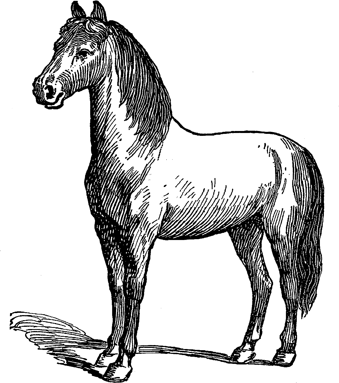 Digital Horse Illustration - Mustang Horse Clipart (1200x1424), Png Download