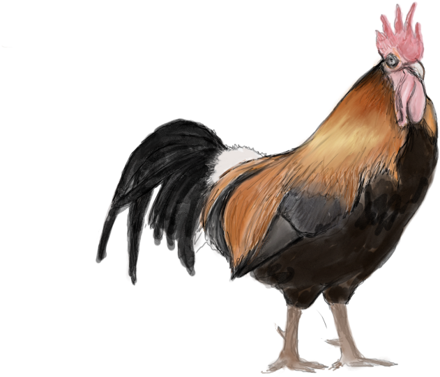 Org/wp Content/uploads/2018/10/ Rooster Watercolor1 - Rooster Clipart (1366x686), Png Download
