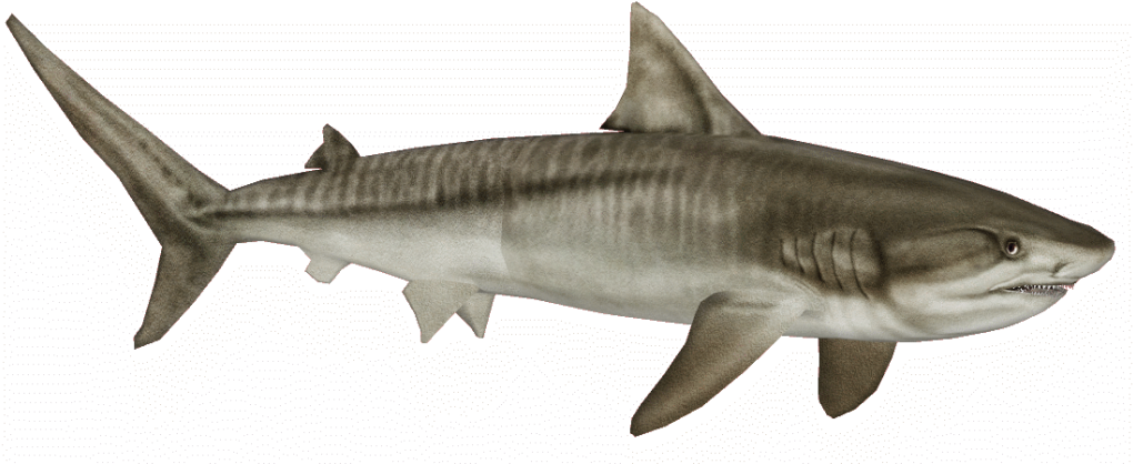 Tiger Shark - Tiger Shark Png Clipart (1024x424), Png Download