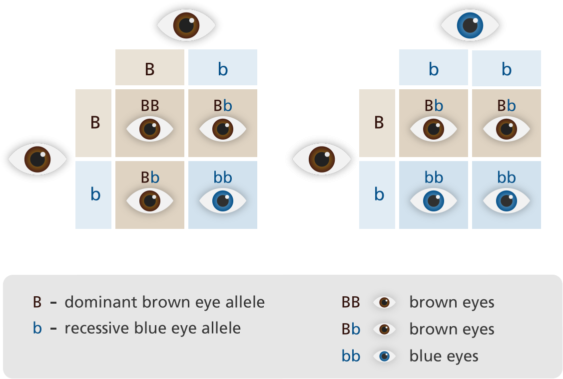 View Punnett Square Eyes Yourgenome , - Recessive Gene Clipart (1200x820), Png Download