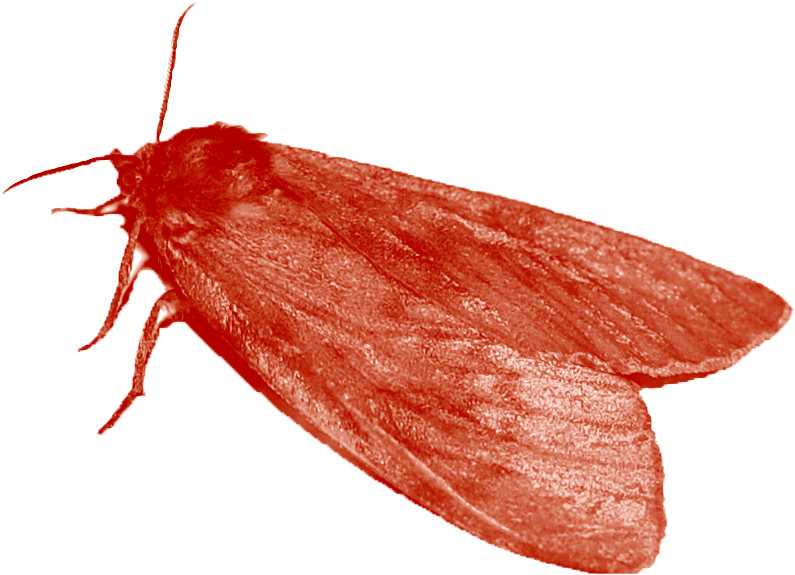 Ladybugpng - Mol Clipart (815x609), Png Download