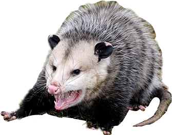 Common Opossum Clipart (429x278), Png Download