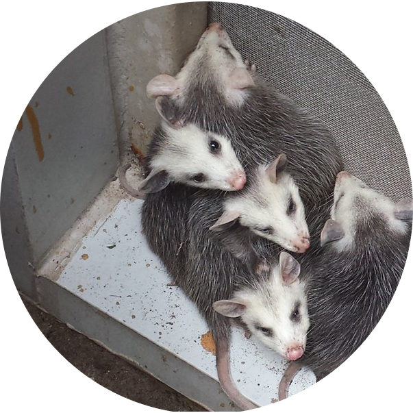 Wildlife Control - Common Opossum Clipart (603x603), Png Download