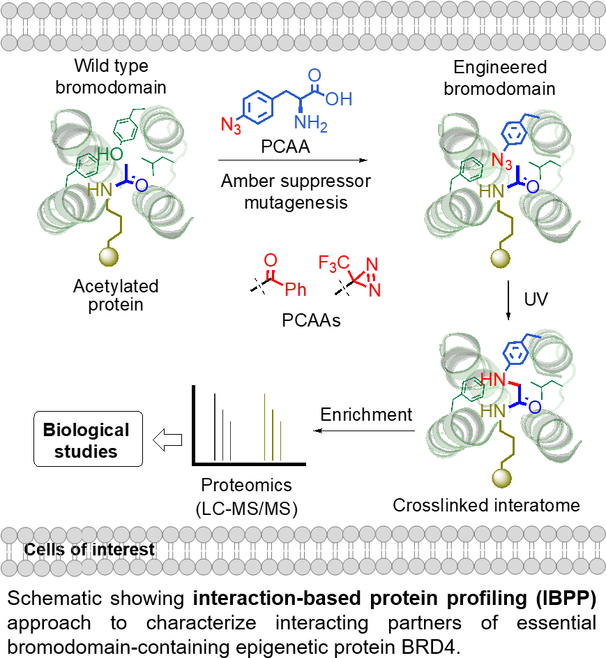 In Order To Respond To Fluctuating Developmental And - Illustration Clipart (882x962), Png Download