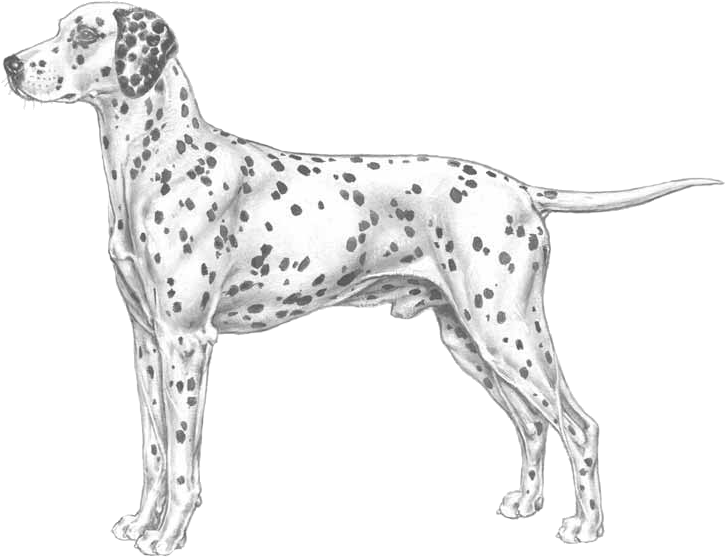 Dalmatian Clipart (800x800), Png Download