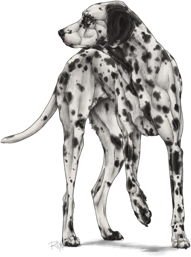 Dalmatian Clipart (679x900), Png Download
