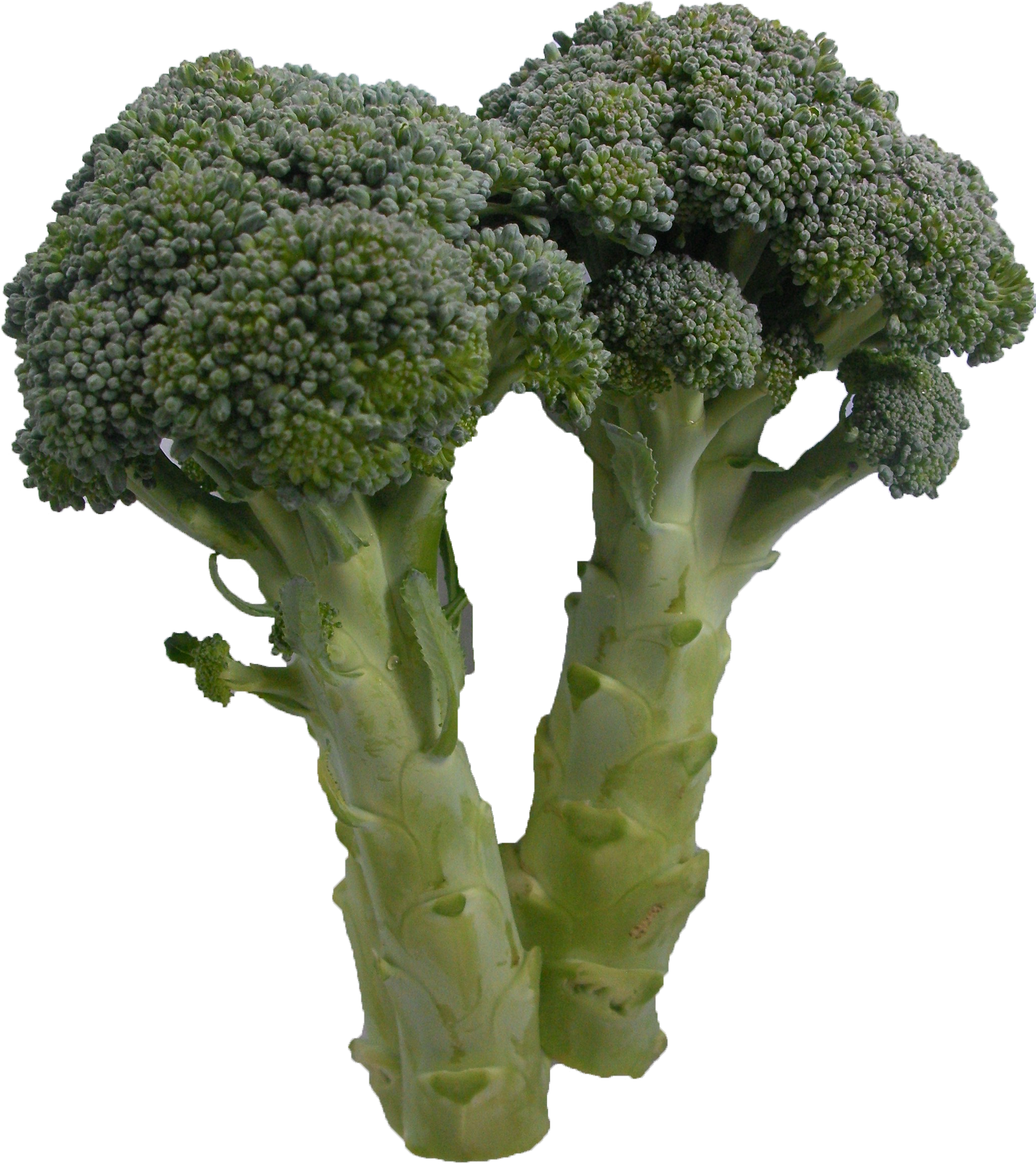 Broccoli Clipart (2091x2389), Png Download