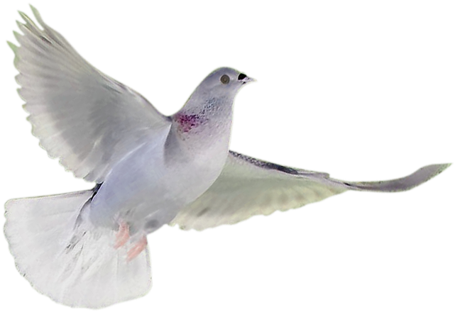 Holy Spirit Dove Drawing At Getdrawings - White Breasted Nuthatch Clipart (746x700), Png Download
