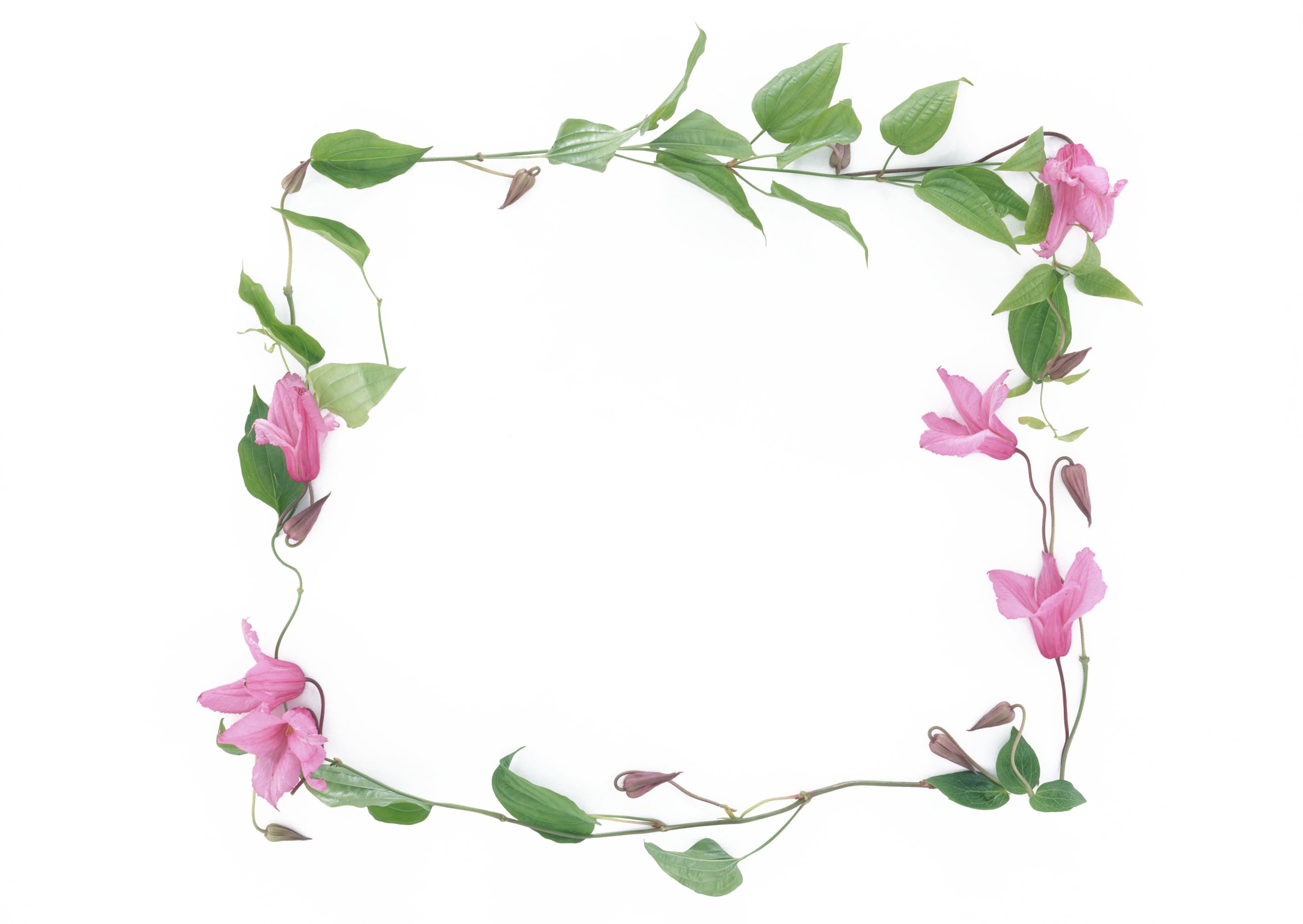 Flower, Picture Frame, Photography, Pink Png Image - Flower Frame Png Clipart (2950x2094), Png Download